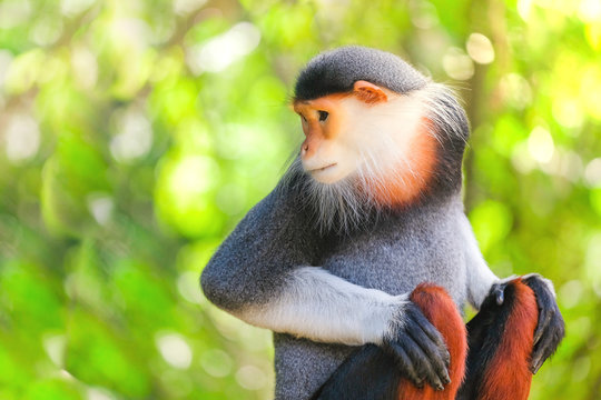 Red-shanked Douc (Pygathrix nemaeus)