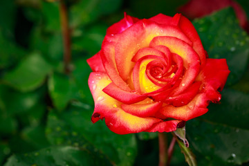 Fragrant Rose in Full Blossom
