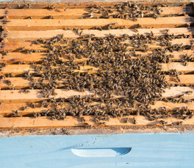 Opened hive box with swarm of bees on frames.