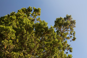 Obraz premium Juniperus in Hezar Masjed Mountains, Khorasan, Iran