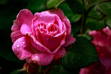 Fragrant Rose in Full Blossom