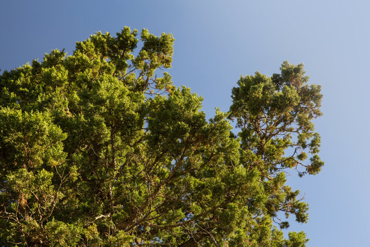 Juniperus in Hezar Masjed Mountains, Khorasan, Iran