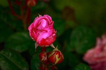 Fragrant Rose in Full Blossom