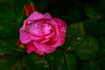 Fragrant Rose in Full Blossom