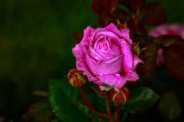 Fragrant Rose in Full Blossom