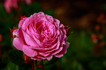 Fragrant Rose in Full Blossom