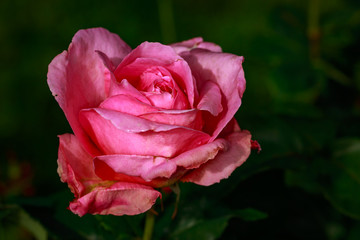 Fragrant Rose in Full Blossom