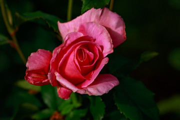 Fragrant Rose in Full Blossom