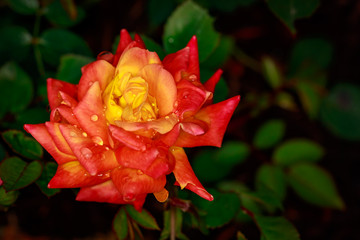 Fragrant Rose in Full Blossom