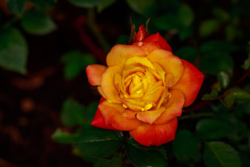 Fragrant Rose in Full Blossom