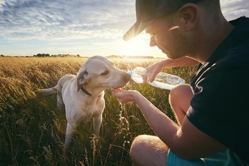 Thirsty dog at sunset - obrazy, fototapety, plakaty