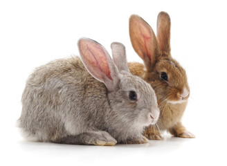Two young rabbits.