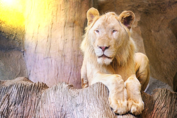 A lion on a rocky cliff with morning sun.
