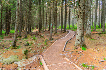Path flanked by wood leading through a forest in the Tatra National Park in Poland