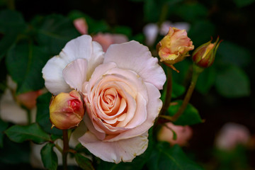 Fragrant Rose in Full Blossom