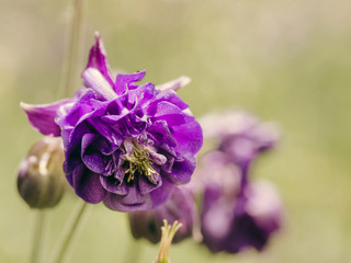 Aquilegia (granny's bonnet, columbine) flower blooming in the spring
