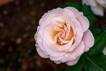 Fragrant Rose in Full Blossom