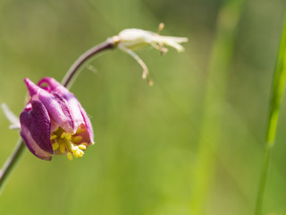 Aquilegia (granny's bonnet, columbine) flower blooming in the spring