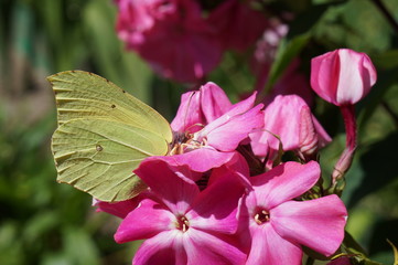 Fototapeta Motyl ,motyl na kwiecie ,motyl w słoneczny dzień obraz