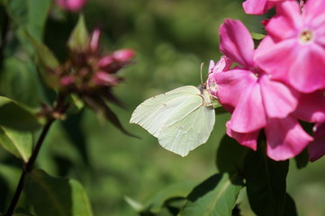 Motyl ,motyl na kwiecie ,motyl w słoneczny dzień © LBanacki