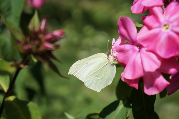 Fototapeta Motyl ,motyl na kwiecie ,motyl w słoneczny dzień ,motyl pijący nektar obraz