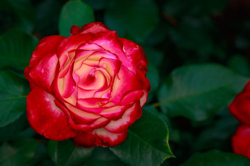 Fragrant Rose in Full Blossom