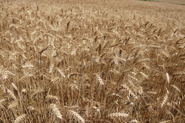 Gerstenfeld im Detail