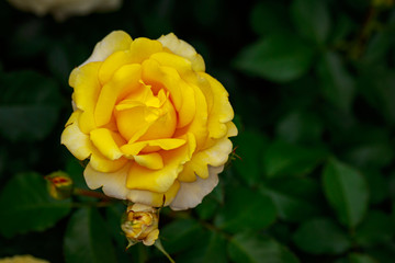 Fragrant Rose in Full Blossom