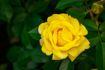 Fragrant Rose in Full Blossom