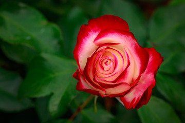 Fragrant Rose in Full Blossom