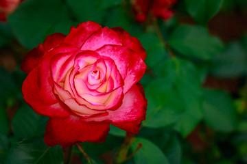 Fragrant Rose in Full Blossom