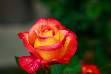 Fragrant Rose in Full Blossom