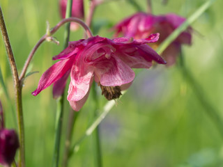 Obraz premium Aquilegia (granny's bonnet, columbine) flower blooming in the spring