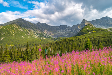 Meadow with pink fireweed flowers in front of peaks of the Tatra Mountains in Poland