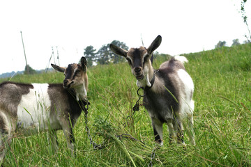 rural animals in natural conditions