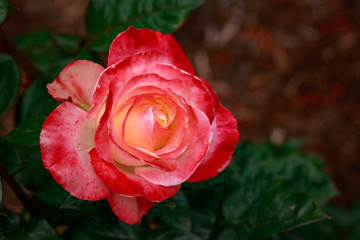 Fragrant Rose in Full Blossom
