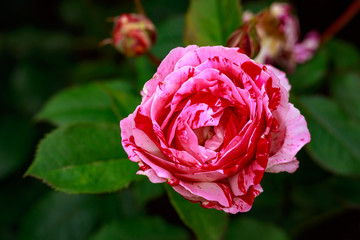 Fragrant Rose in Full Blossom