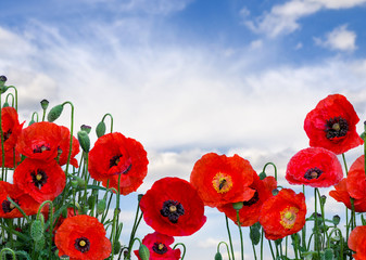 Fototapeta premium Kwiaty czerwone maki (Papaver rhoeas, nazwy zwyczajowe: mak kukurydziany, róża kukurydziana, mak polny, czerwone chwasty, koquelicot) na tle nieba z chmurami