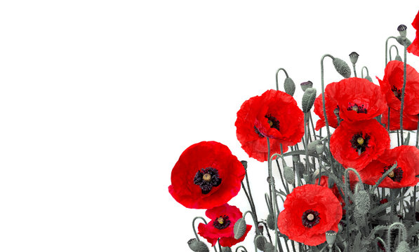 Fototapeta Flowers red poppies (Papaver rhoeas, common names: corn poppy, corn rose, field poppy, red weed, coquelicot ) on a white background with space for text.