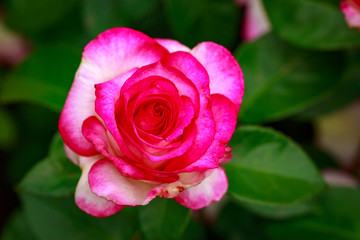 Fragrant Rose in Full Blossom