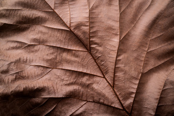 close up detial of brown dry leaf texture background