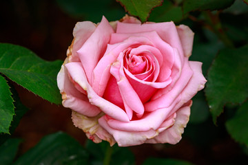 Fragrant Rose in Full Blossom
