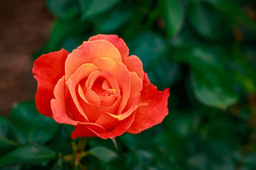 Fragrant Rose in Full Blossom