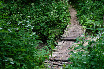 Obraz premium Old masonry bridge over swamp stream surrounded by lush foliage