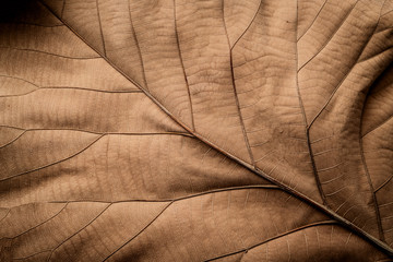 close up detial of brown dry leaf texture background