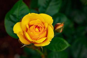 Fragrant Rose in Full Blossom