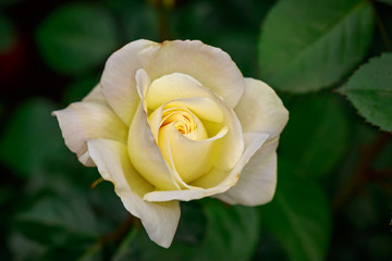 Fragrant Rose in Full Blossom