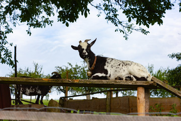 allgau goats at paddock