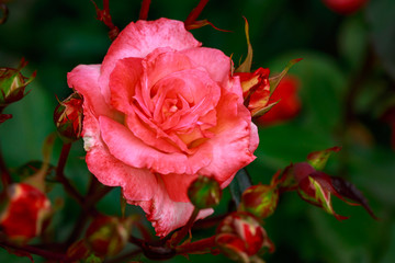 Fragrant Rose in Full Blossom