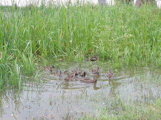 wild ducks on the pond